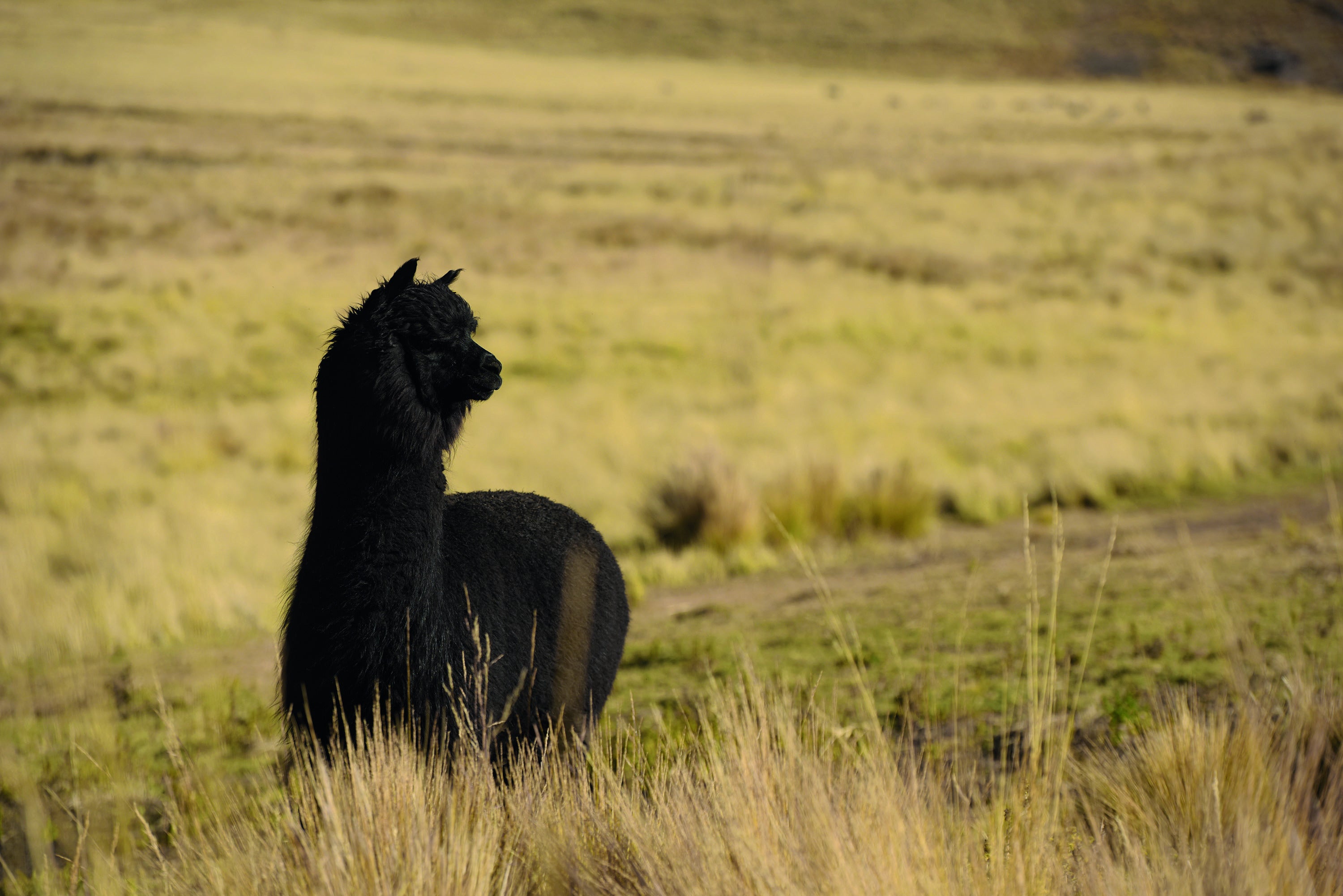 YARRA NEU ブラックアルパカニットカーディガン NU-5552-430
