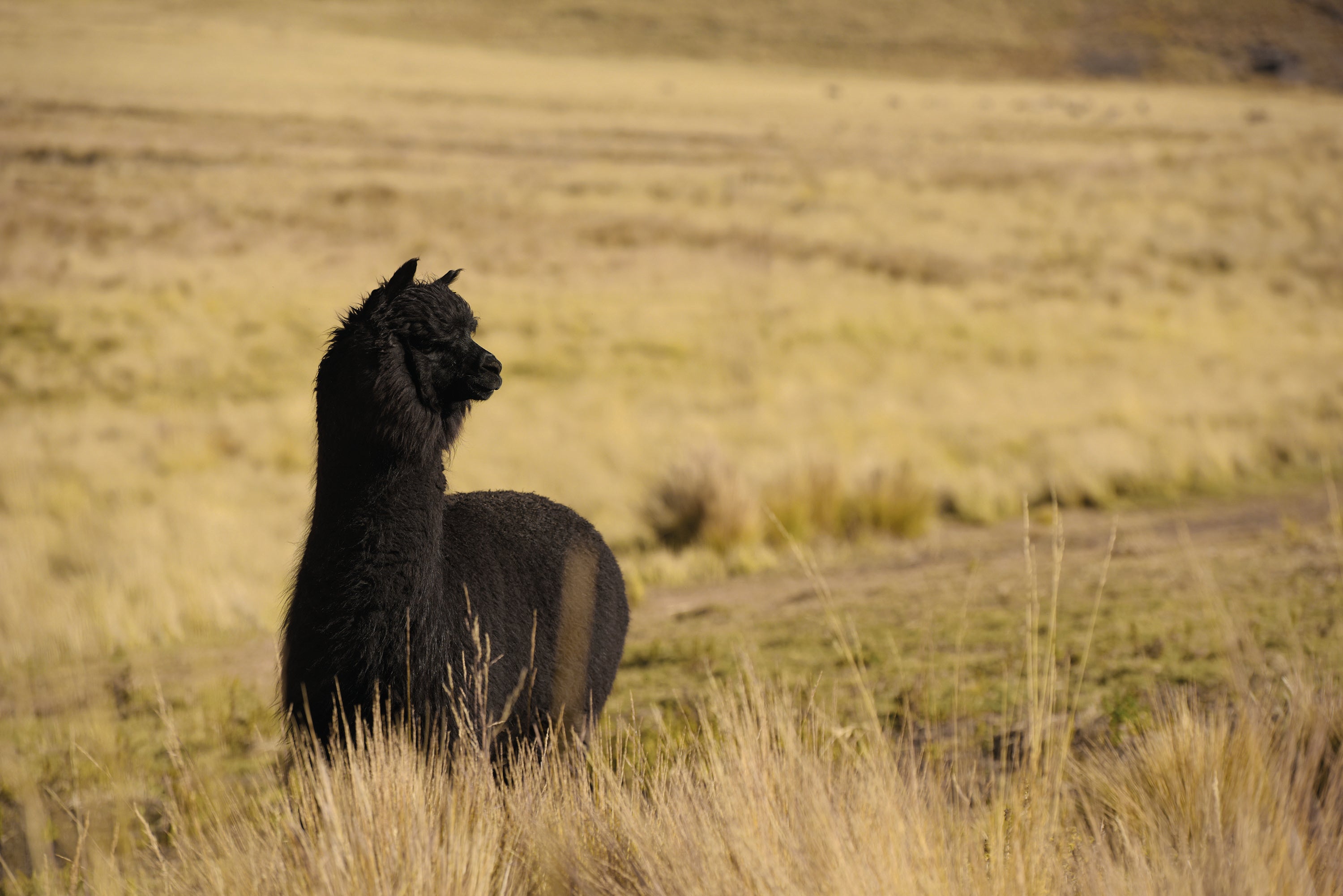 YARRA NEU　ブラックアルパカニットカーディガン　NU-5552-430